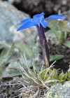 Einzelbild 8 Schleichers Enzian - Gentiana schleicheri
