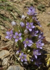Einzelbild 8 Reichästiger Enzian - Gentiana ramosa
