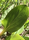 Einzelbild 6 Moorenzian - Swertia perennis