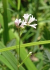 Einzelbild 6 Hügel-Waldmeister - Asperula cynanchica