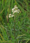 Einzelbild 5 Nordisches Labkraut - Galium boreale