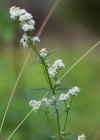 Einzelbild 7 Nordisches Labkraut - Galium boreale
