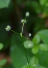 Einzelbild 7 Rundblättriges Labkraut - Galium rotundifolium