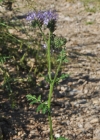 Einzelbild 8 Büschelblume - Phacelia tanacetifolia