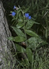 Einzelbild 6 Blauer Steinsame - Buglossoides purpurocaerulea