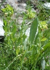 Einzelbild 7 Alpen-Wachsblume - Cerinthe glabra