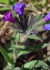 Einzelbild 5 Südalpen-Lungenkraut - Pulmonaria australis