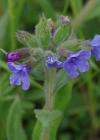 Einzelbild 6 Südalpen-Lungenkraut - Pulmonaria australis