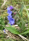 Einzelbild 7 Südalpen-Lungenkraut - Pulmonaria australis