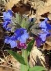 Einzelbild 8 Südalpen-Lungenkraut - Pulmonaria australis
