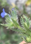 Einzelbild 5 Krummhals - Anchusa arvensis