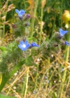 Einzelbild 6 Krummhals - Anchusa arvensis