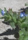 Einzelbild 8 Krummhals - Anchusa arvensis