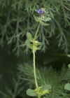 Einzelbild 5 Niederliegendes Scharfkraut - Asperugo procumbens