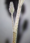 Einzelbild 7 Acker-Vergissmeinnicht - Myosotis arvensis