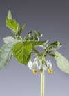 Einzelbild 5 Schwarzer Nachtschatten - Solanum nigrum