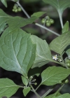 Einzelbild 6 Schwarzer Nachtschatten - Solanum nigrum