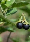 Einzelbild 8 Schwarzer Nachtschatten - Solanum nigrum