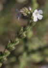 Einzelbild 6 Eisenkraut - Verbena officinalis