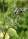 Einzelbild 6 Stängelumfassende Taubnessel - Lamium amplexicaule