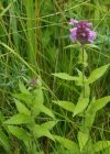 Einzelbild 7 Sumpf-Ziest - Stachys palustris