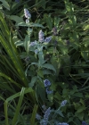 Einzelbild 5 Ross-Minze - Mentha longifolia