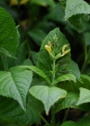 Einzelbild 7 Klebrige Salbei - Salvia glutinosa
