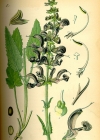 Einzelbild 7 Wiesen-Salbei - Salvia pratensis