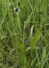 Einzelbild 8 Spitz-Wegerich - Plantago lanceolata