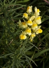 Einzelbild 5 Gemeines Leinkraut - Linaria vulgaris