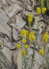 Einzelbild 8 Italienisches Leinkraut - Linaria angustissima