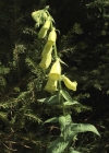 Einzelbild 7 Grossblütiger Fingerhut - Digitalis grandiflora