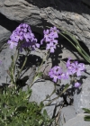 Einzelbild 6 Leberbalsam - Erinus alpinus
