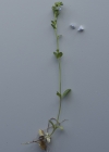 Einzelbild 6 Gewöhnlicher Thymian-Ehrenpreis - Veronica serpyllifolia subsp. serpyllifolia