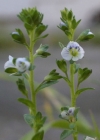Einzelbild 7 Gewöhnlicher Thymian-Ehrenpreis - Veronica serpyllifolia subsp. serpyllifolia