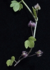 Einzelbild 6 Efeu-Ehrenpreis - Veronica hederifolia
