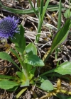 Einzelbild 7 Gemeine Kugelblume - Globularia bisnagarica