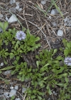 Einzelbild 5 Herzblättrige Kugelblume - Globularia cordifolia