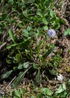 Einzelbild 6 Schaft-Kugelblume - Globularia nudicaulis