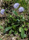 Einzelbild 7 Schaft-Kugelblume - Globularia nudicaulis