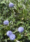 Einzelbild 8 Schaft-Kugelblume - Globularia nudicaulis