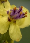 Einzelbild 4 Dunkle Königskerze - Verbascum nigrum