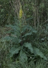 Einzelbild 5 Dunkle Königskerze - Verbascum nigrum