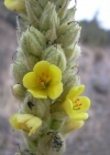 Einzelbild 8 Kleinblütige Königskerze - Verbascum thapsus