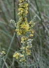 Einzelbild 5 Lampen-Königskerze - Verbascum lychnitis