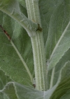 Einzelbild 6 Lampen-Königskerze - Verbascum lychnitis