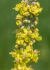 Einzelbild 8 Lampen-Königskerze - Verbascum lychnitis