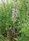 Einzelbild 5 Violetter Würger - Orobanche purpurea