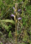 Einzelbild 6 Violetter Würger - Orobanche purpurea