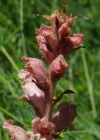 Einzelbild 7 Violetter Würger - Orobanche purpurea